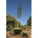 Agave inaequidens