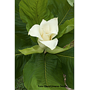 Magnolia vovidesii